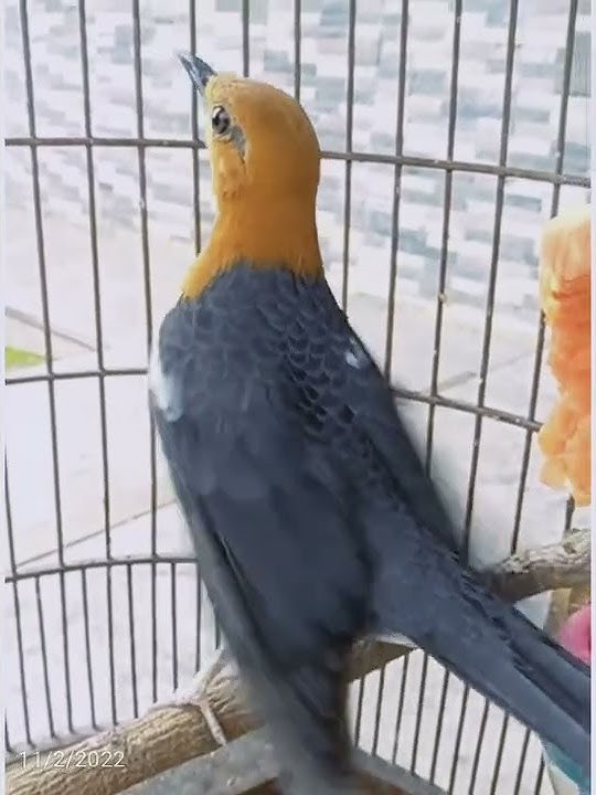 Anis Merah Ngecir Cocok Untuk Memancing Anis Merah Macet Atau Gemblingan. #shorts #kicaumania