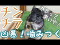 噛み付く！凶暴なチンチラ:ヤメロ！の鳴き声