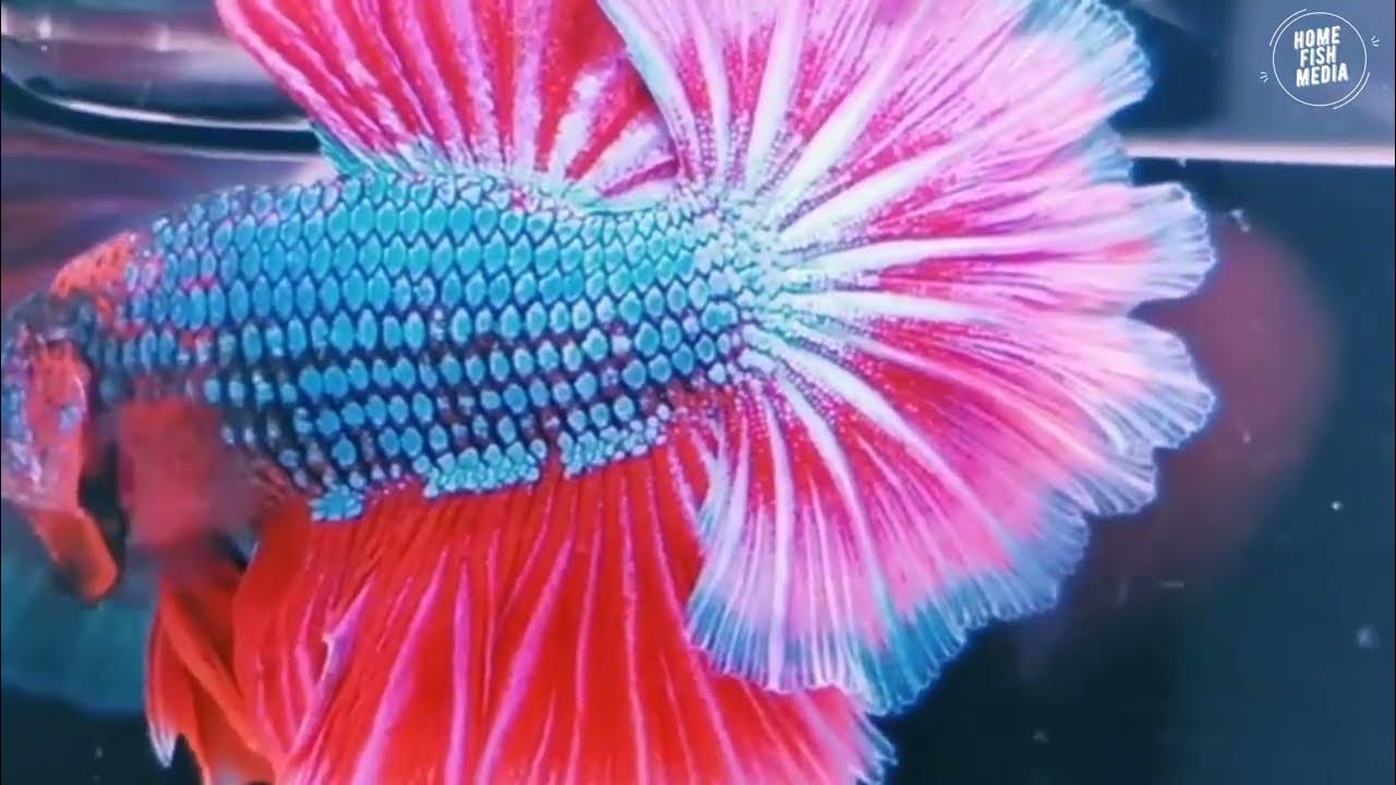 Very beautiful of seven color betta fish Couple in tank 309 YouTube
