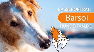  Barsoi 2018 Rasse Aussehen U0026 Charakter