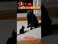 🐱うんこはトイレでするんだよ‼️わかってるの?