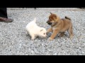 柴犬子犬白柴雌ID:1054 2011.02.24生まれ 2011.04.14撮影 柴犬.net