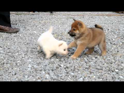 柴犬子犬白柴雌ID：1054　2011.02.24生まれ　2011.04.14撮影 柴犬.net