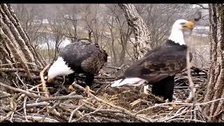 Decorah eagles are back