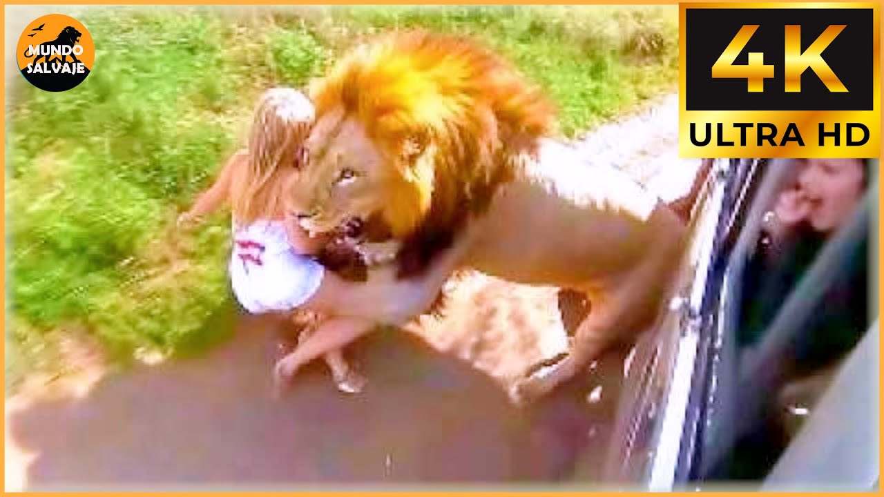 40 Most Brutal Animal Attacks Caught on Camera | Wildlife Attacks #9