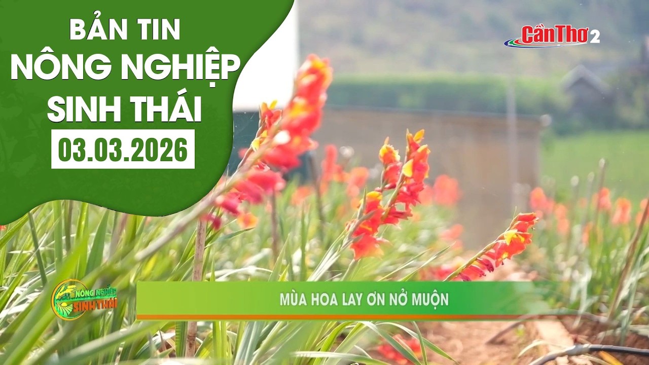 Mùa hoa lay ơn nở muộn | NNST 03.03.2026