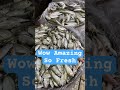 AMAZING SO FRESH#fish #fresh #market #content #shortvideo