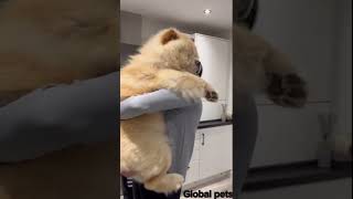 Ultimate amazing animals Transformation. Episode no 15. #chowchow #giantsnake #pufferfish