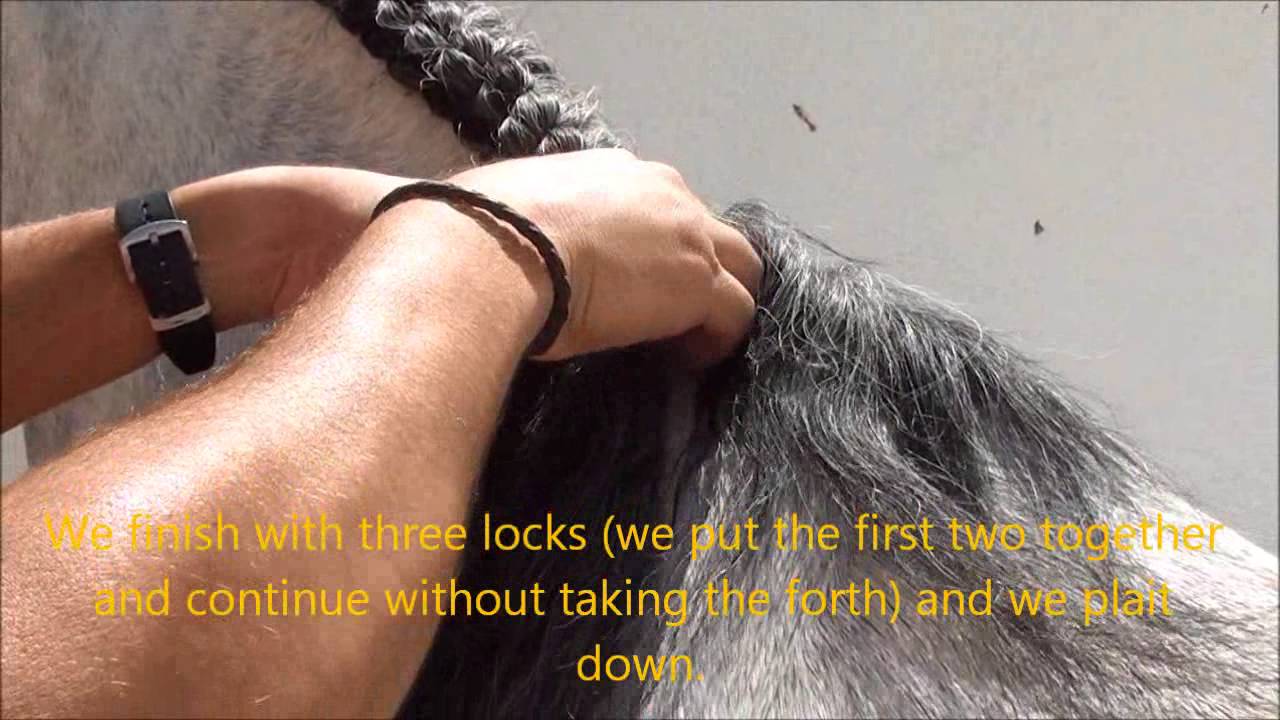 How to braid an Andalusian horse mane. Como trenzar un caballo