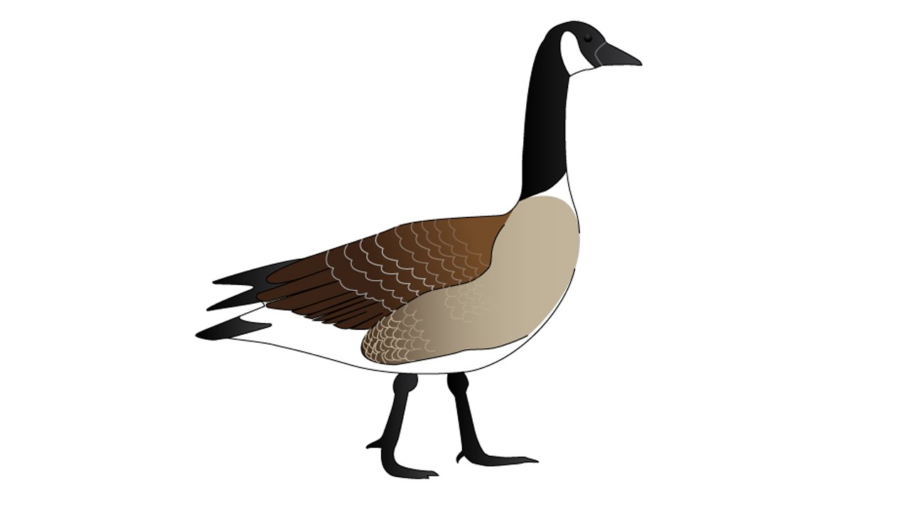 Goose Drawing - How To Draw A Goose Step By Step