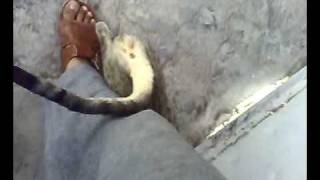 Maluh Hungry 9-10-2008