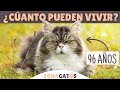 ¿CUÁNTOS AÑOS puede VIVIR un gato?