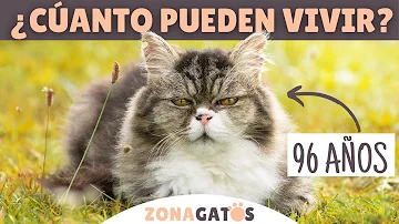 ¿Cuál es la vida útil más larga de un gato?