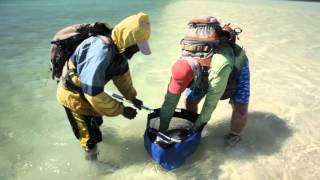 how to handle bonefish