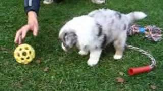 Alpine River puppys 5weeks (Australian Shepherd) by RuTina21 1,341 views 15 years ago 2 minutes, 54 seconds