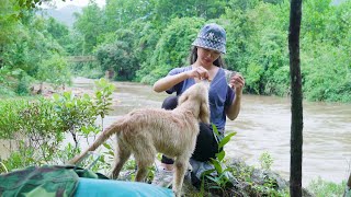 Solo Camping - Camping with Golden Retriever - Explore new lands