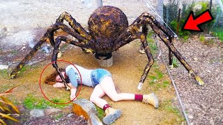 दुनिया की 5 सबसे बड़ी मकड़ीया, देखकर चौक जाओगे The biggest spiders in the world