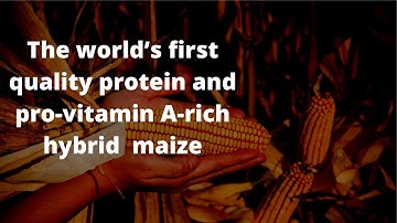 The world’s first quality protein and pro-vitamin A-rich hybrid Pusa Vivek QPM 9 maize by IARI scien