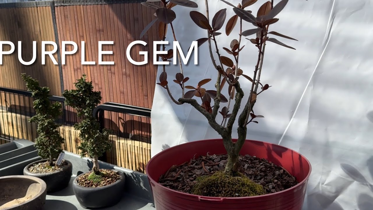 Purple Gem