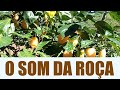 O SOM DA ROÇA | Modão De Viola | Sertanejo Raiz (Com imagens da Roça) #ViolaCaipira