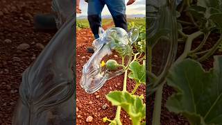 fruit design, fruit shape ideas, food carving hindi, creative food video, watermelon design, mango 🥭