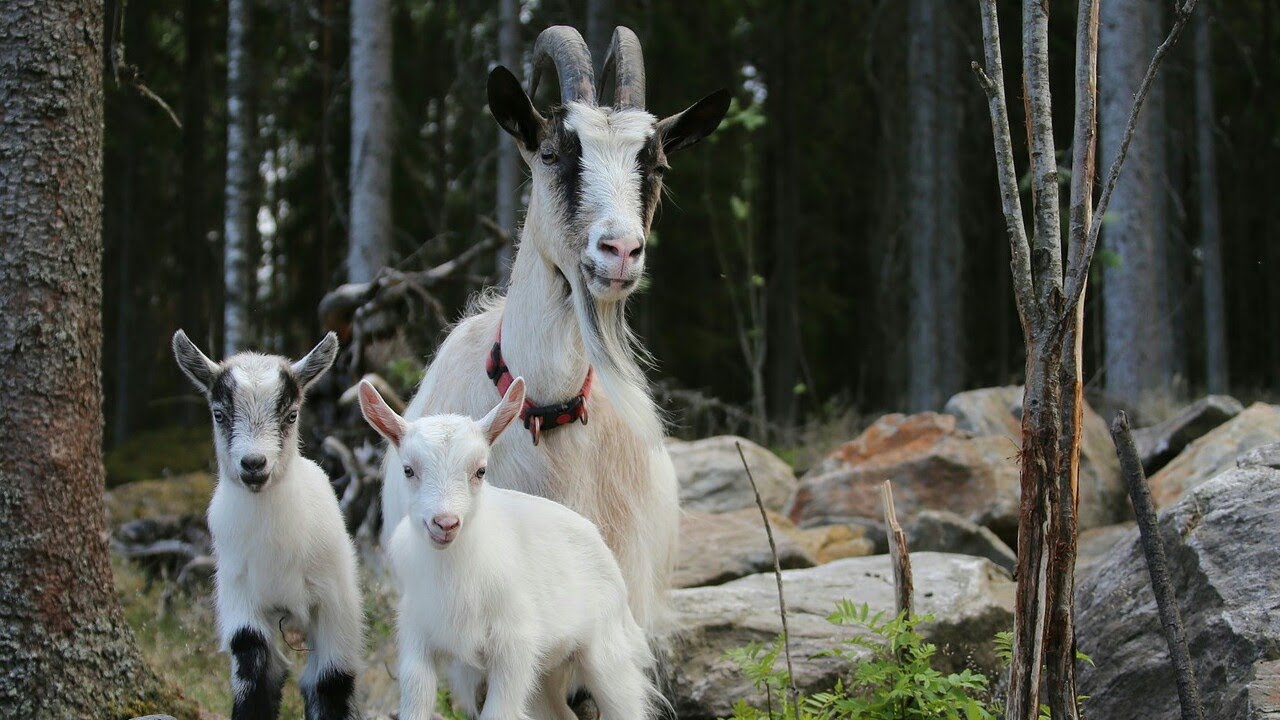 mother goat sounds mother goat sounds