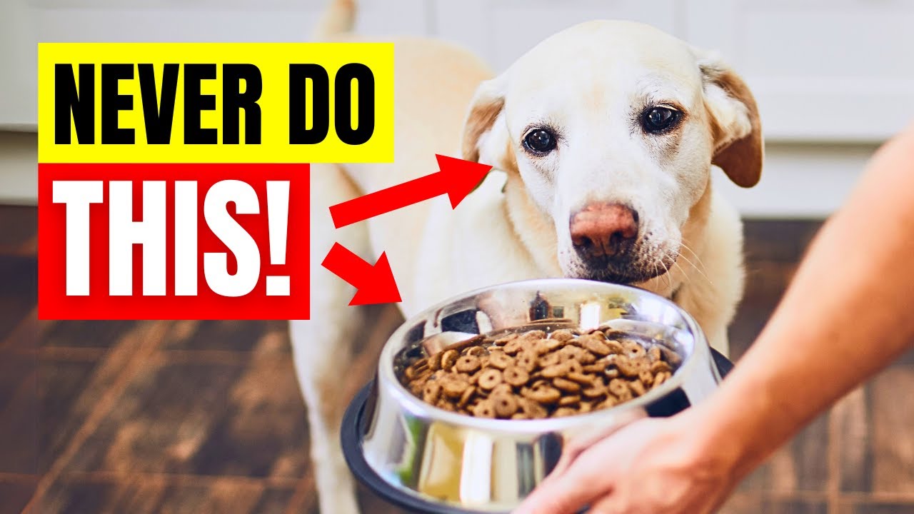 15 Dangerous But Common Mistakes Dog Owners Make