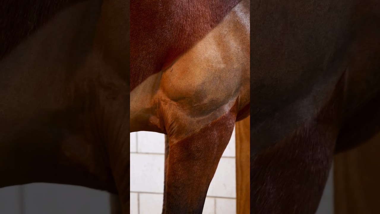 Как я делаю клипы по следу! #лошадь #клиппинг #конныйспорт #вирусный #помощь #лошади #удовлетвори...