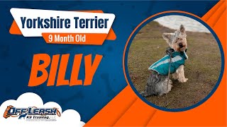 Best Yorkshire Terrier Dog Training | Billy | Dog Training in London