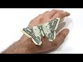 Origami Dollar bill Butterfly tutorial (Michael LaFosse) 折り紙  蝶 $1 billete Mariposa