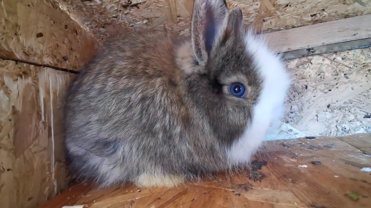 Mi-am cumpărat o pereche de iepuri pitici din Giurgiu