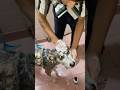 “Husky bola tha… nikla desi! 😡 Customer ke saath bada SCAM!” || #pets #shorts #dog