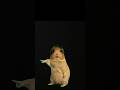 #funny #dance #animals