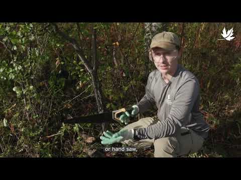 Video: Removing Common Buckthorn: Tips On Buckthorn Control