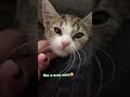 Еммі #cat #kitten #киця #emmi #кошеня #котик #мілашка #українськийблогер