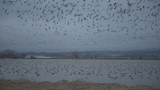 空を覆うマガンの群れ 北海道・宮島沼