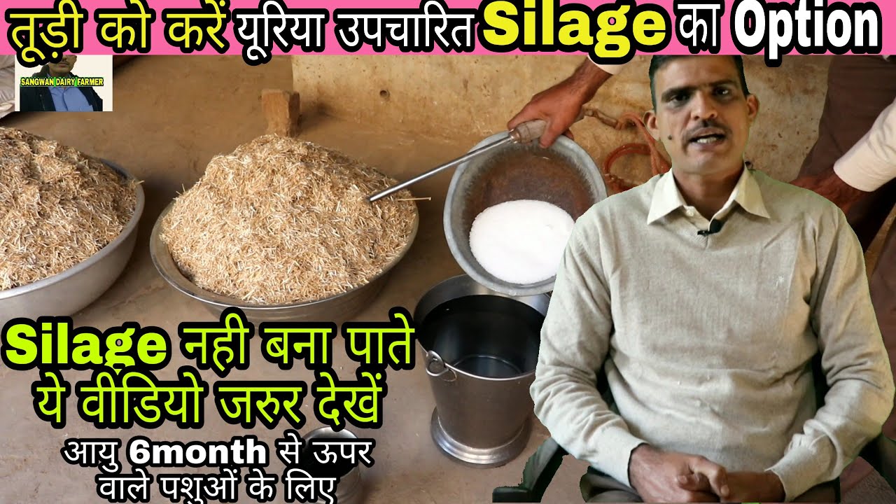 यूरिया उपचारित तूड़ी तैयार करें घर पर ही Silage का option बन सकता है