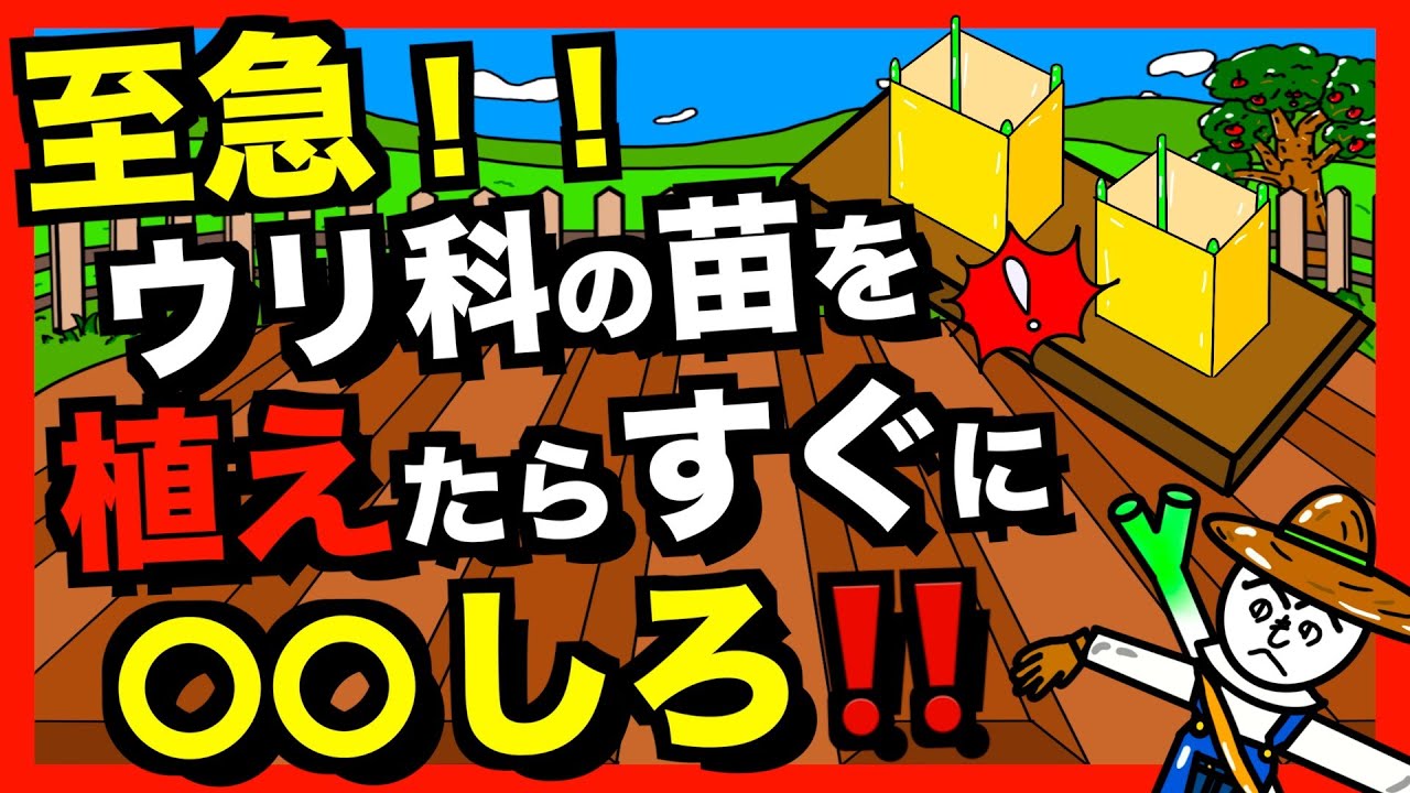 【害虫＆低温対策】ウリ科野菜（キュウリ、カボチャ、スイカ）を植えたら《あんどん》をするべし！！ウリハムシ対策＆低温対策で生育促進！【アニメでわかる家庭菜園解説】