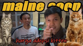 VLOG HENDRA HERMAWAN | Harga adopsi kitten maine coon