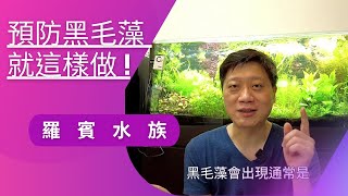 水草缸預防黑毛藻可以這樣做! 預防爆藻 清理底床髒污 預防勝於治療