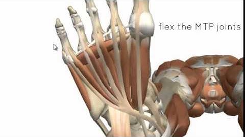 Muscles of the Foot Part 2   3D Anatomy Tutorial