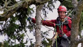 Treeverse Documentary - Traversing 82 Trees in 5 Days