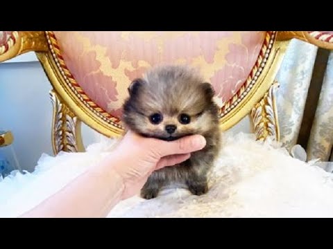 ☆極上♪超超超超超極小サイズ♪ポメちゃん男の子が入園致しまし