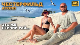 КАПИТАН ГЕРМАН | ЧЕСТЕРФИЛЬД АТОЛЛ. Абсолютно не обитаем, но это же рай для птиц. Их тут тысячи...