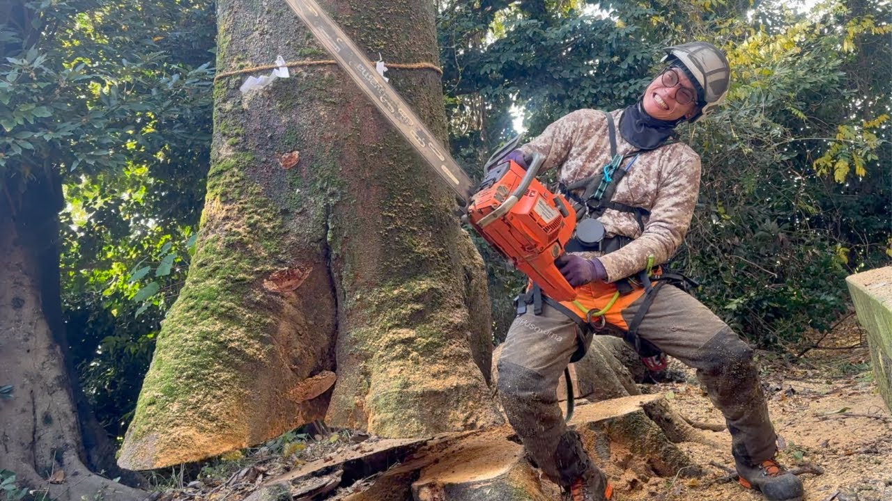 [Вся история] Последний срез дерева большого диаметра!