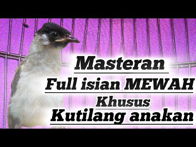 Suara Masteran Burung Kutilang GACOR full isian Mewah-Cocok buat Kutilang Bahan dan kutilang anakan class=