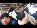 SHAHRIXON KABUTAR BOZORI NARXLARI UCHQUR VA PARODALARI SHU YERDA Кабутарларни зурлари ГОЛУБ Pigeons