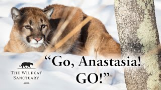 Can't Stop THIS Cougar || The Wildcat Sanctuary