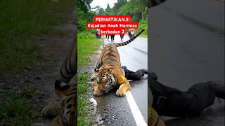 Kejadian Aneh Polisi Ini Tanpa Kepala tiger animals harimausumatra harimau wildlife viral