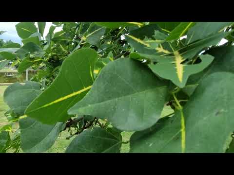 Walking at Pakthongchai Park,Nakhonratchasima province, Thailand